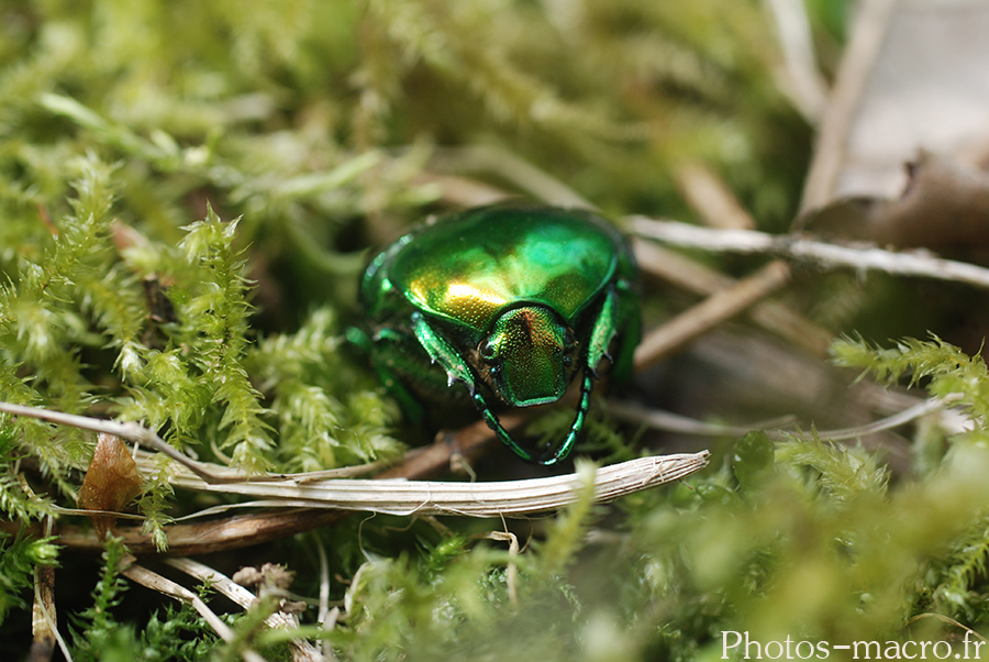 Cetonia aurata